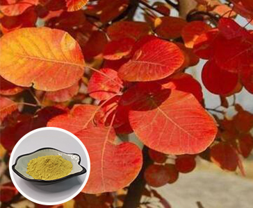 【新品上市】西安天本生物新品官宣—漆黃素重磅上市！